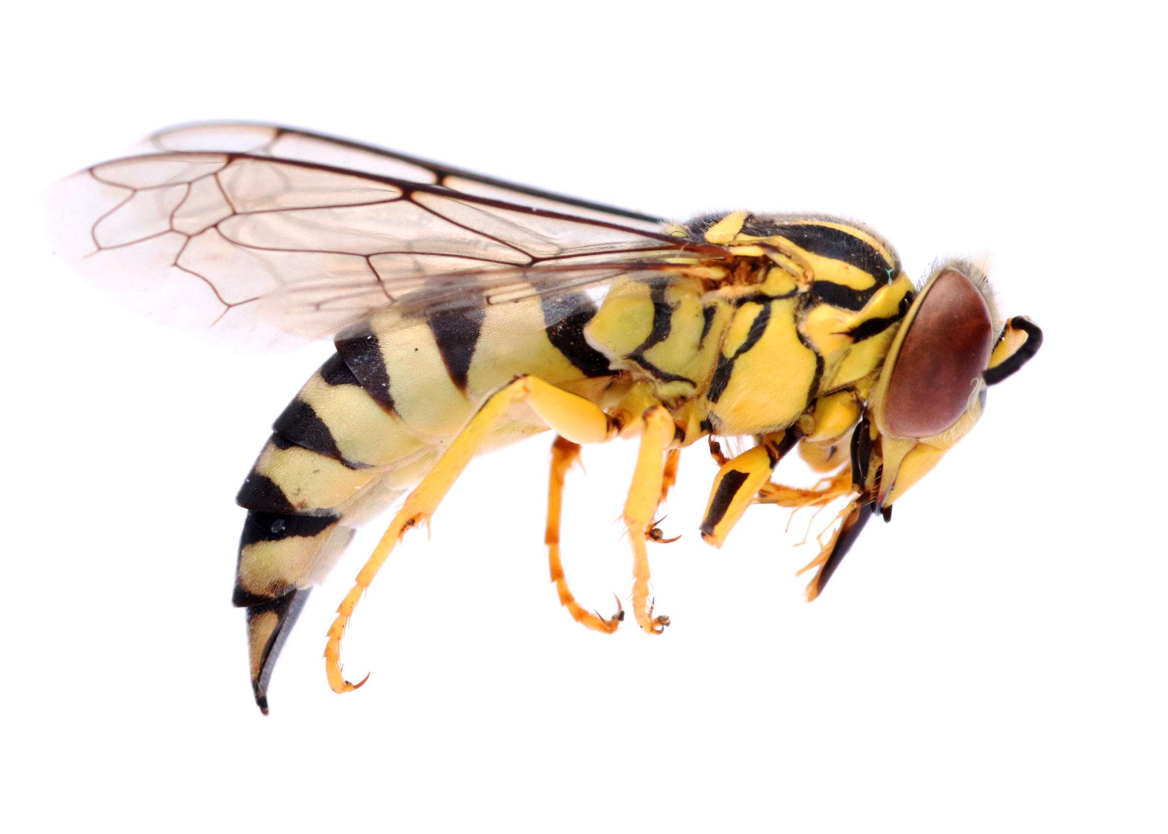 Bicyrtes variegatus  Foto: Patricio Picón Rentería, CDF.